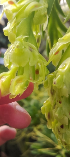 Epidendrum lockhartioides Schltr.