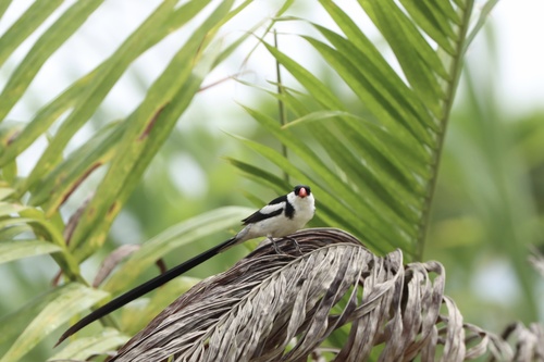 Pin-tailed Whydah