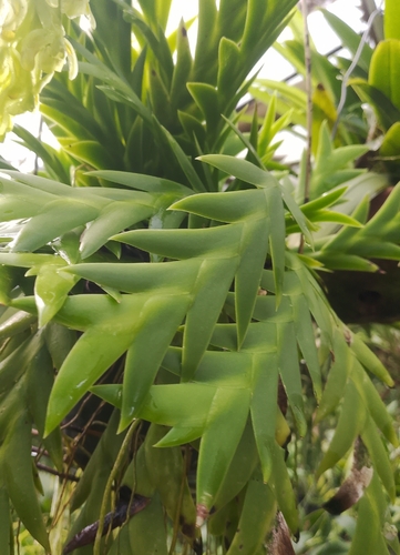 Epidendrum lockhartioides Schltr. 2