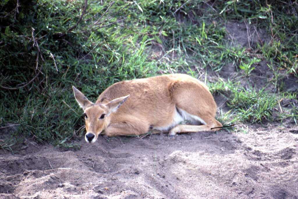 Redunca redunca wardi, Thome, Kenya, by stevecarter27
