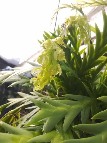 Epidendrum lockhartioides Schltr. 3