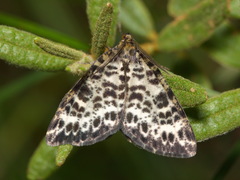 Arichanna melanaria