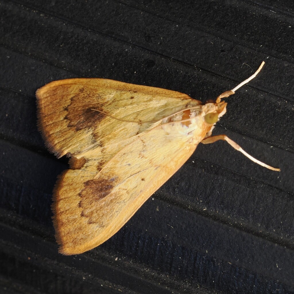 Neoepicorsia tuisalis