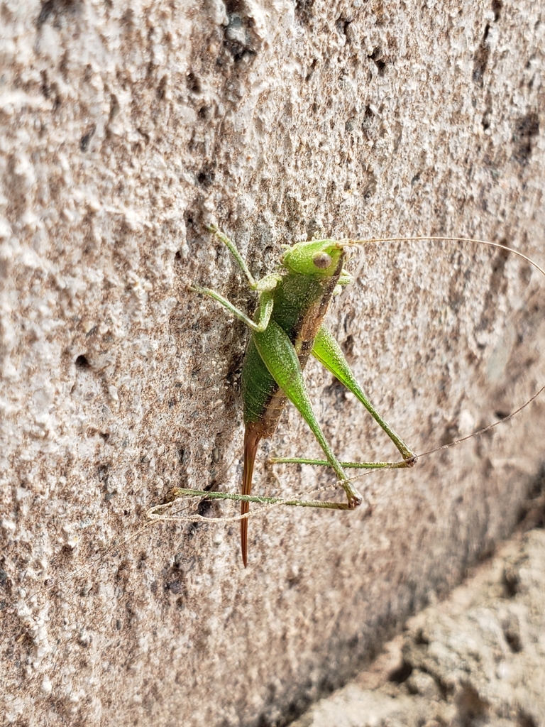 Conocephalus liebermanni