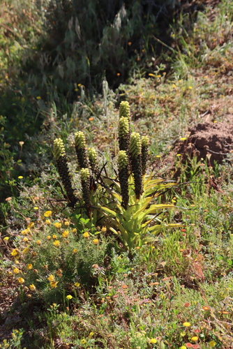 Weedy Monkshood (Pterygodium orobanchoides)