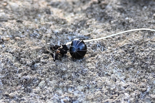 Pill millipede