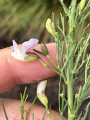 Psoralea forbesiae