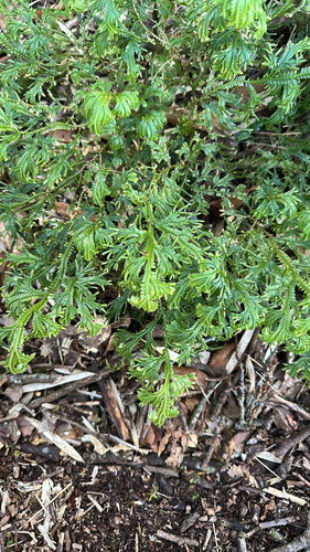 Doederlein's Spikemoss (Selaginella doederleinii)