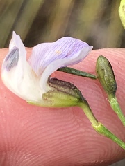 Psoralea forbesiae