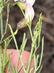 Psoralea forbesiae