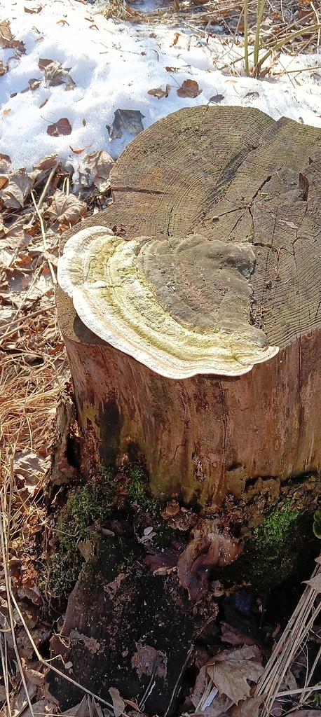 Trametes gibbosa · March 2026 · photo: © tanya_iv (iNaturalist, cc-by)