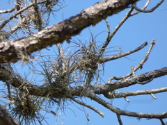 Tillandsia recurvata image