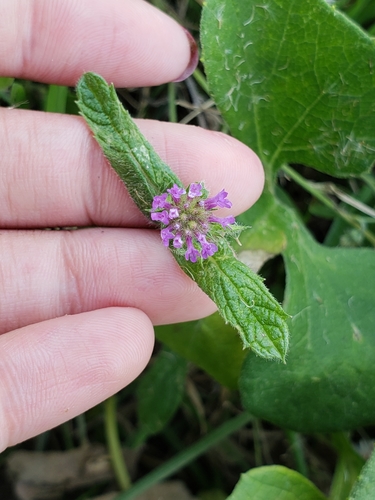 Image of Verbena hispida by (c) Sol Quipildor, some rights reserved (CC BY-SA)