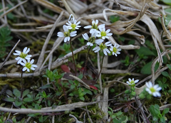 Draba verna