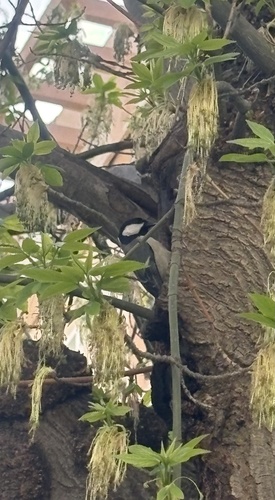 Avistamiento Carbonero Común