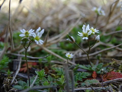 Draba verna