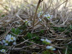 Draba verna
