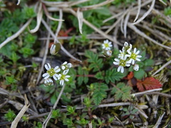 Draba verna