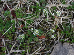 Draba verna