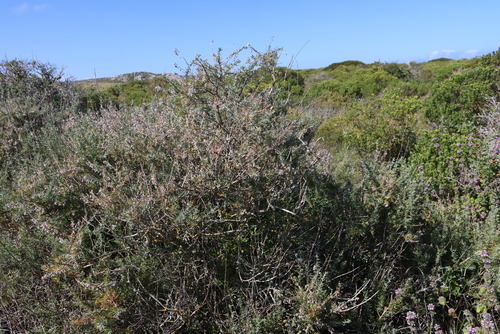 Eriocephalus racemosus, photograph 1