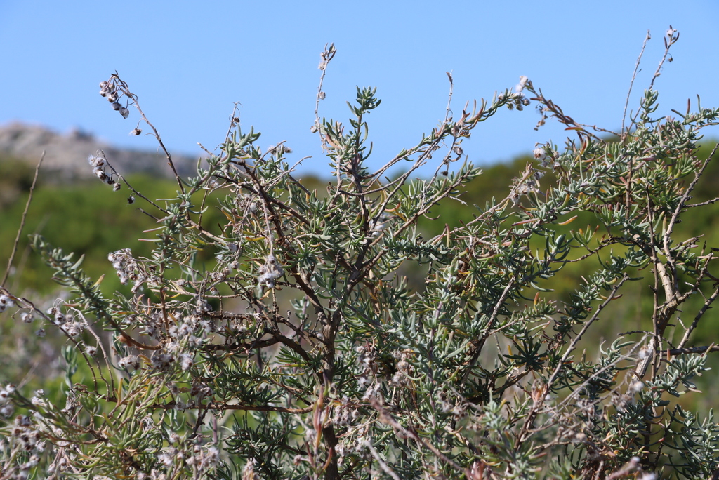 Eriocephalus racemosus; photograph (c) Tony Rebelo, some rights reserved (CC BY-SA)