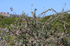 Eriocephalus racemosus