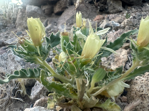creamy blazing star (Mentzelia tridentata)
