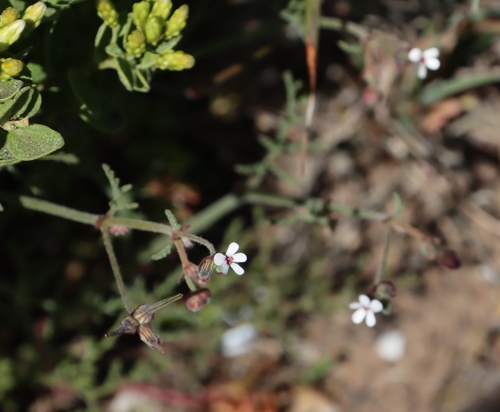 ragwort storksbill (Pelargonium senecioides)