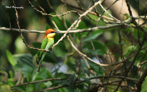 Chestnut-headed Bee-eater