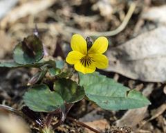 Viola rotundifolia