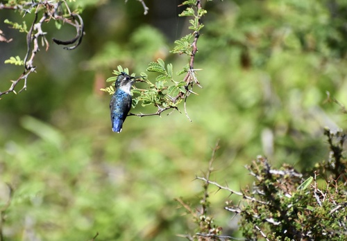 Bee Hummingbird