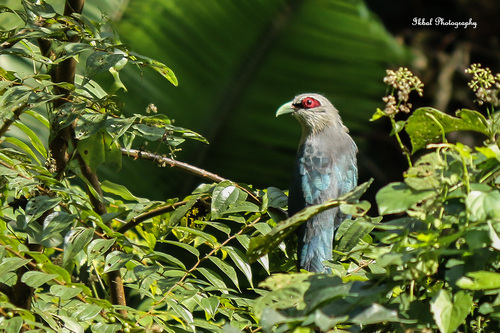 Green-billed Malkoha