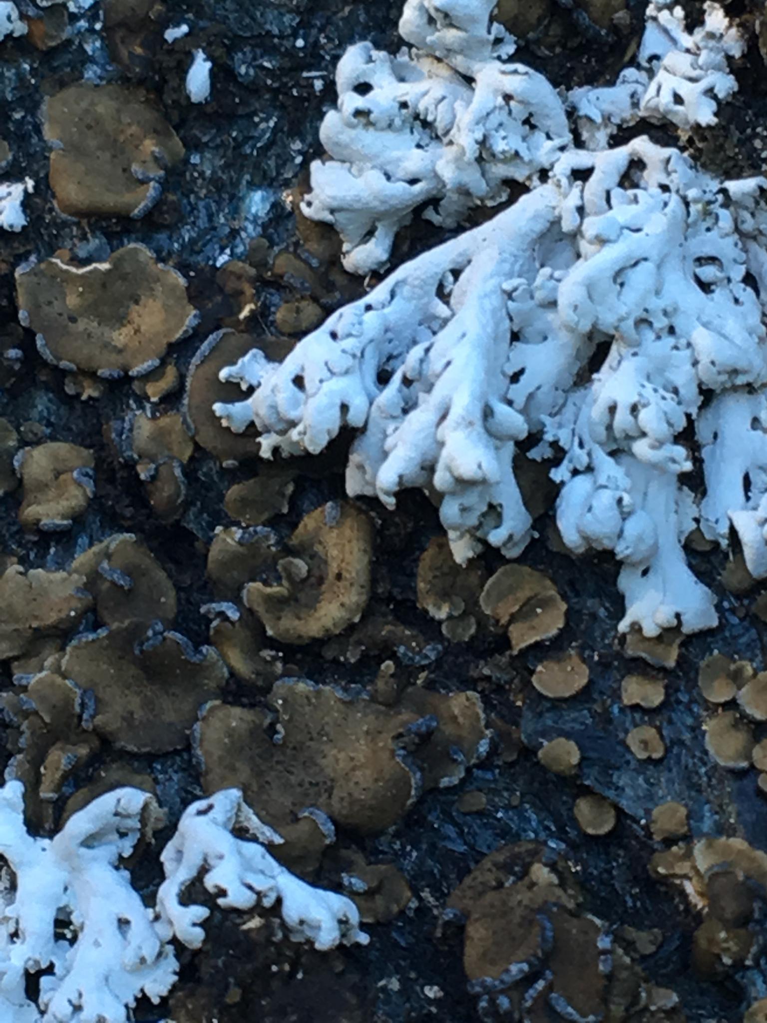 Peltulaceae image