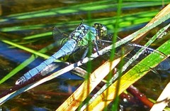 Erythemis simplicicollis image