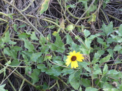 Helianthus debilis image