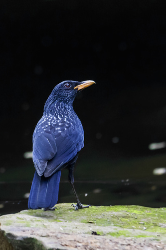 Blue Whistling-Thrush