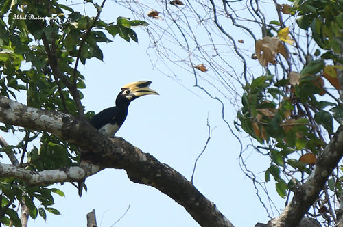 Oriental Pied Hornbill