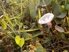 Ipomoea batatas