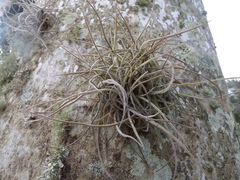 Tillandsia recurvata image