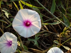 Ipomoea batatas