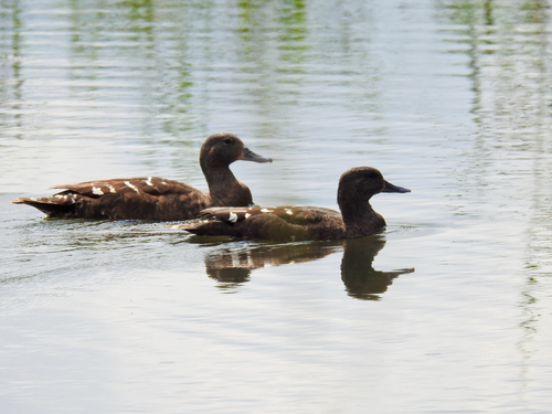 iNaturalist: (c) owlice, some rights reserved (CC BY-NC) iNaturalist image