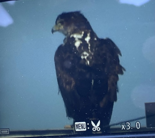 Avistamiento Águila perdicera o águila azor perdicera
