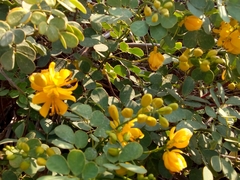 Senna pallida