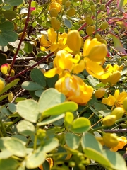 Senna pallida