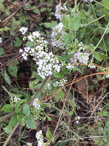 lavender thoroughwort (Fleischmannia pycnocephala)