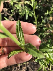 Baccharis plummerae plummerae