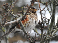 Turdus iliacus coburni