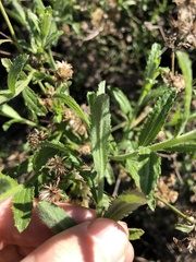 Baccharis plummerae plummerae