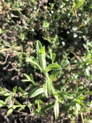 Baccharis plummerae plummerae