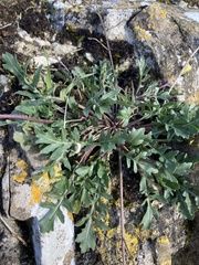 Roquette Des Murs (Diplotaxis muralis)
